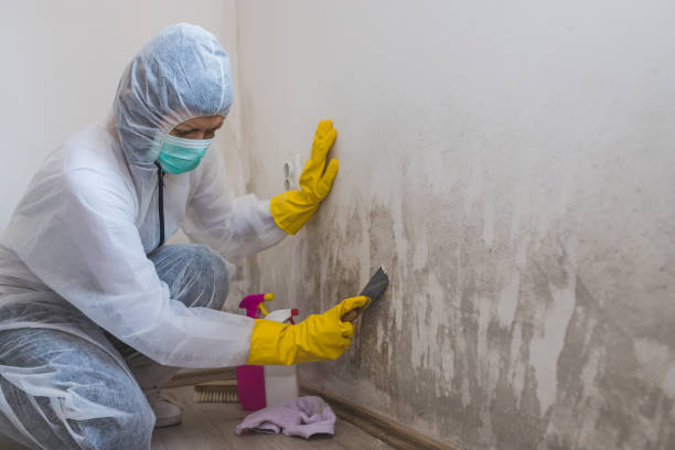 Office Mold Removal Services in Cottage Grove, WI